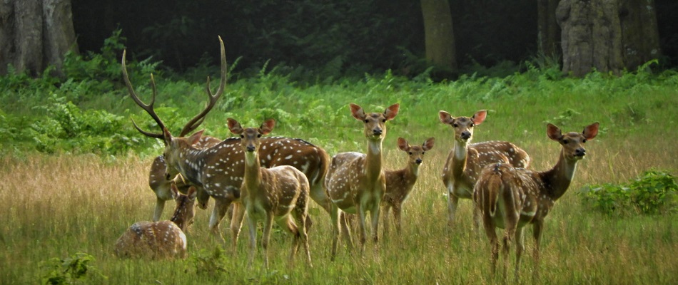 5 Days Family Wayanad Tour Package